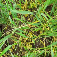 Izuzetna efikasnost herbicida XANADU u usjevu pšenice