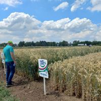 Dani polja strnih žita, krmnog bilja i uljane repice Novi Sad