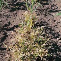 Efikasnost herbicida SKAUT na širokolisne korove u usjevu kukuruza