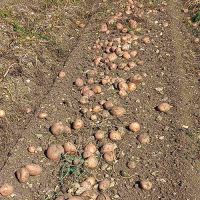 Proizvodnja Europlant krompira u Glamoču