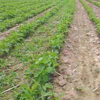 Razlika između tretiranog dijela sa zemljišnim herbicidima BASAR+VELTON i ne tretiranog dijela parcele u usjevu soje
