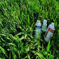 Zaštita pšenice kombinacijom pesticida XANADU+AKORD+POLUX