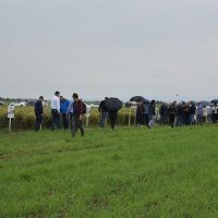 Dani polja strnih žita, krmnog bilja i uljane repice Instituta za ratarstvo i povrtarstvo Novi Sad