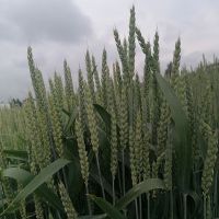 Pšenica ILINA u fazi klasanja