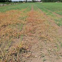 Efikasnost herbicida Spektrum na uskoline korove u usjevu luka Petrovo Selo i Vakuf kod Gradiške 