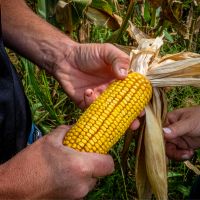 Žetva i rezulati vaganja ogleda kukuruza Trošelji kod Gradiške