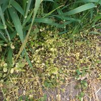 Izuzetna efikasnost herbicida XANADU u usjevu pšenice, Crnjelovo kod Bijeljine